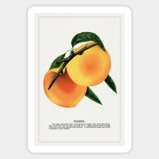 Wager peach lithograph (1900) Sticker